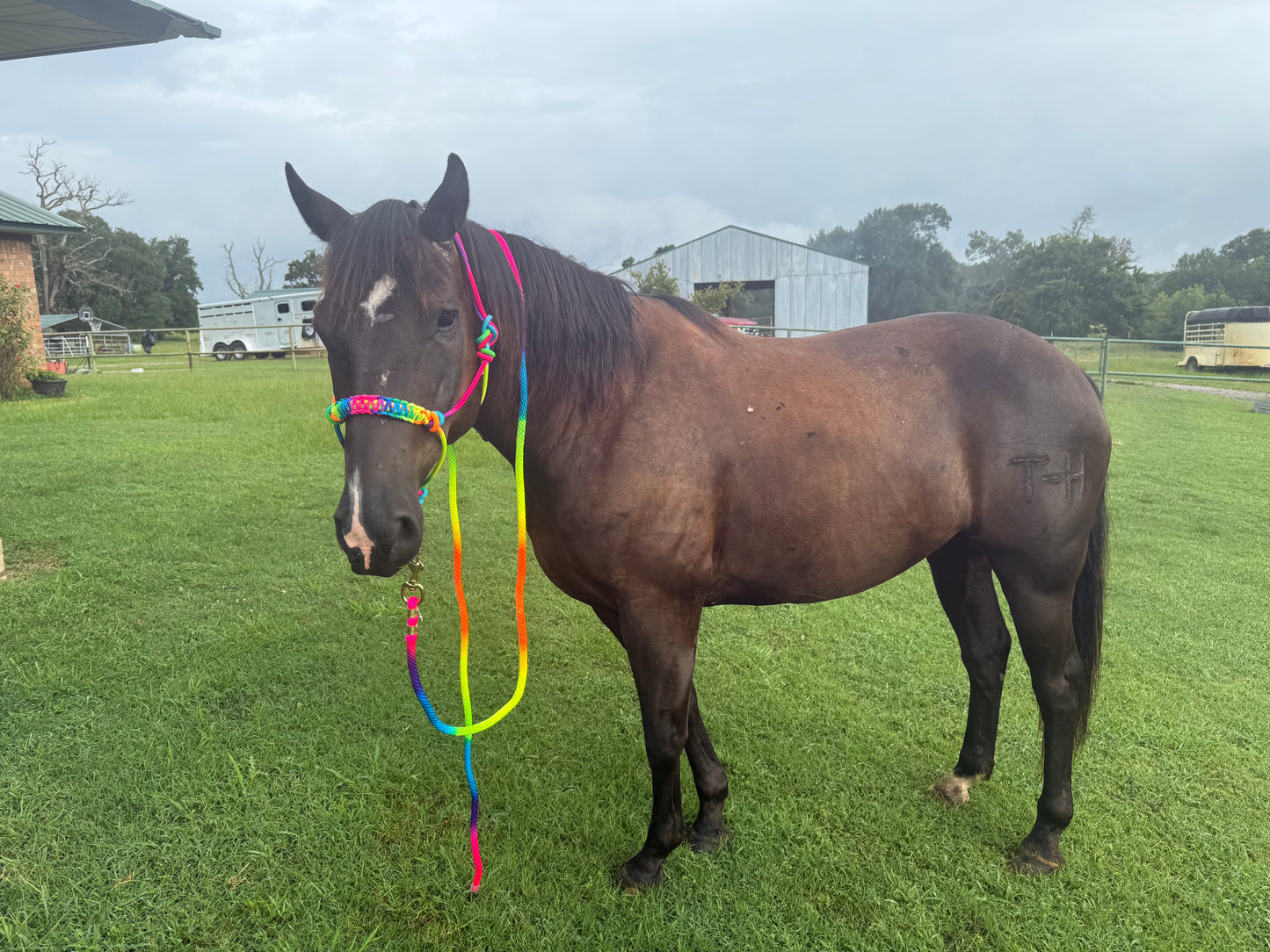 Rainbow Halter with Lead Rope